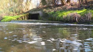 Schaum auf dem Erbach in Homburg (Foto: SR)