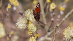 Tagpfauenauge (Schmetterling) (Foto: Erwin Altmeier)