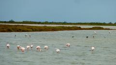 Camargue, da will ich hin! Flamingos in der Camargue. (Foto: SR)