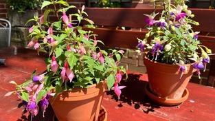 Fuchsien (Foto: SR/Corinna Kern)