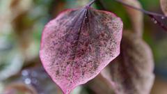 Cercis canadensis 'Carolina Sweetheart' (Kanadischer Judasbaum) (Foto: Bastian Langhirt)