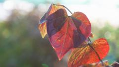 Cercis canadensis 'Forest Pansy' (Kanadischer Judasbaum) (Foto: Bastian Langhirt)
