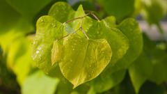 Cercis canadensis 'Hearts of Gold' (Kanadischer Judasbaum) (Foto: Bastian Langhirt)