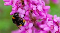 Cercis chinensis 'Avondale' (Chinesischer Judasbaum) (Foto: Bastian Langhirt)