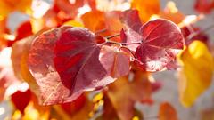 Cercis canadensis 'Eternal Flame' (Kanadischer Judasbaum)  (Foto: Bastian Langhirt/ Baumschule Langhirt)