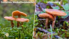 Das gemeines Stockschwämmchen und der Gifthäubling (Foto: Holger Kleinhanß)