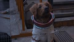 Szenebild aus "Guardians of the Galaxy: Volume 3" (Foto: Disney)