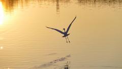 Fischreiher flog mit einem krächzenden Schrei über den Bostalsee, auf dem das goldene Licht der Sonne lag. (Foto: Günter Gebel)