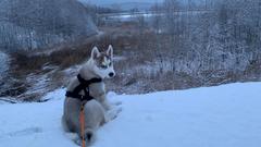 Haldenrundweg Göttelborn- Mein Huskywelpe findet das Wetter einfach klasse (Foto: Oliver Schmidt)