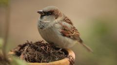 Ein heimischer Gartenvogel.  (Foto: NABU/Pressefoto/Fotonatur)