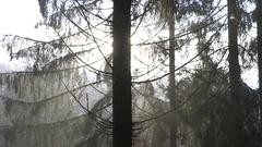 Herbstlicher Nebel im Wald (Foto: SR)