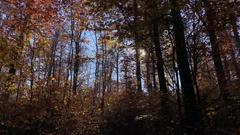 Wanderung durch den herbstlichen Wald (Foto: SR/Alexander M. Gross)