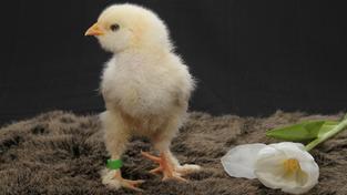 Bei Hähnchen lohnt die Aufzucht finanziell nicht. Sie setzen zu wenig Fleisch an.  (Foto: pixabay / MelaniMarfeld)