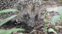 ein Igel im Garten (Foto: Naturschutzbund Landesverband Saarland e. V.)