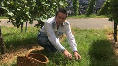 Im Weinberg über Heilbronn - Dominique sammelt wilde Möhren (Foto: sr)