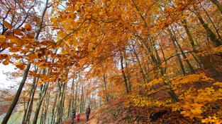 Wanderung durch einen herbstlichen Wald (Foto: dpa)
