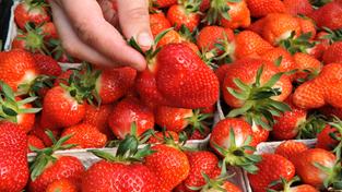 Erdbeeren (Foto: dpa)