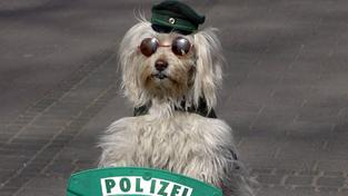 Hund im Dienste der Polizei (Foto: IMAGO / Chai von der Laage)