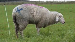 Ein Schaf mit Blauzungenkrankheit ist markiert. (Foto: IMAGO / McPHOTO/Luhr)