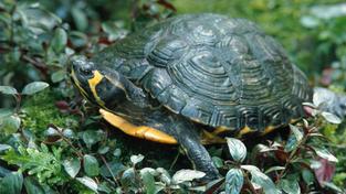 Buchstaben-Schmuckschildkröte (Foto: IMAGO / blickwinkel)
