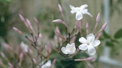 Zimmer-Jasmin eignet sich gut als Hängepflanze für drinnen (Foto: IMAGO / blickwinkel)