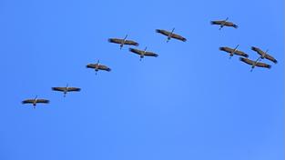Formationsflug von Kranichen (Foto: Imago/Blickwinkel/M. Woike)