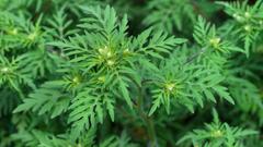 Ambrosia (Foto: IMAGO / agefotostock)