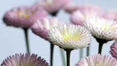 Die beliebten Gänseblümchen (Bellis perennis) sind frostempfindlich (Foto: Imago/imagebroker/Günter Franz)