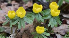 Winterlinge gehören zu den ersten Frühlingsblumen (Foto: IMAGO / imagebroker /Erhard Nerger)