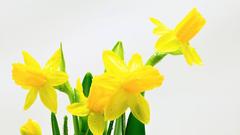 Narzissen sind der Klassiker und auch zu Ostern beliebt  (Foto: IMAGO / Design Pics / Ondrej Vladyka)