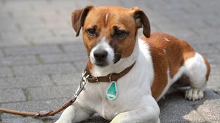 Hund trägt eine Hundemarke, die zeigt, dass Hundesteuer bezahlt wurde, (Foto: IMAGO / Funke Foto Services / Tanja Pickartz)
