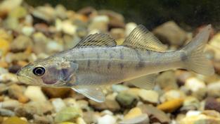 Der Zander ist ein beliebter Speisefisch. (Foto: IMAGO / blickwinkel)