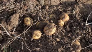 Kartoffelernte. Kartoffeln liegen auf dem Feld. (Foto: IMAGO / Wolfram Weber)
