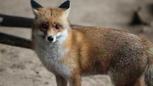 Ein Fuchs in seinem Gehege. (Foto: IMAGO / rheinmainfoto)