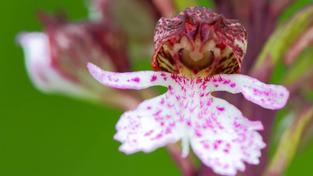 Blütenfigur am Purpur-Knabenkraut (Orchis purpurea) am Orchideenpfad im Bliesgau (Foto: IMAGO / imagebroker)