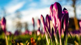 Frühblüher auf einer Wiese (Foto: IMAGO / NurPhoto)
