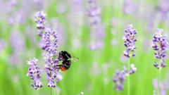 Eine Hummel auf blühendem Lavendel (Foto: IMAGO / Zoonar)