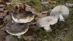 Pantherpilz (Foto: Imago Images/Blickwinkel)