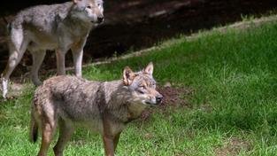 Europäischer Grauwolf (Foto: IMAGO / Martin Wagner)