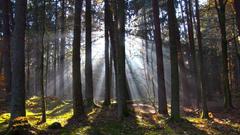 Saarlandwetter: Kurt Laub - Sonnenschein im Wald (Foto: Kurt Laub)
