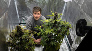 Die Cannabis-Bilanz (Foto: SWR)