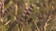 Genuss mit Zukunft - Lupinenschoten (Foto: SR)