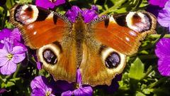 Schmetterling beim Sonnenbaden (Foto: Joachim Lorenz)