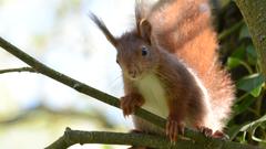 Ein Eichhörnchen im Baum (Foto: Johannes Russe)