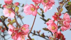 Baumblüte rosa (Foto: Jürgen Bost)