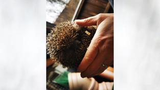 Junger Igel in der Wildtier-Auffangstation in in Eppelborn (Foto: SR/Julia Becker)