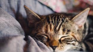 Eine Katze schläft auf einer Couch (Foto: pixabay.com/KatinkavomWolfenmond)