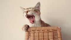 Gähnende Katze (Foto: Pixabay/canaros)