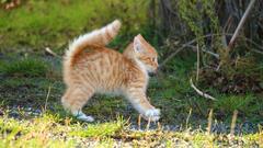 erschrockene Katze (Foto: Pixabay/rihaij)