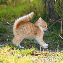 erschrockene Katze (Foto: Pixabay/rihaij)